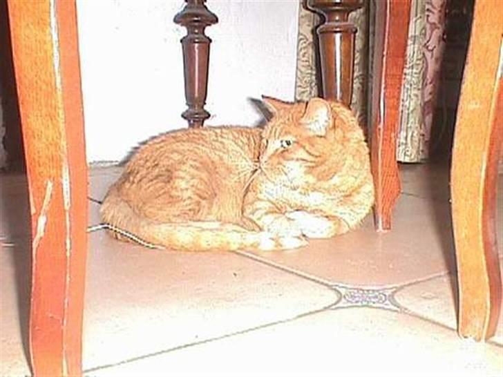 Huskat Puma - vores første billede der blev taget af hende..hun gemmer sig under stolen billede 13