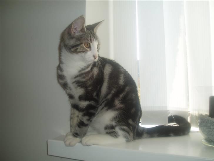 Huskat Mille - Hey, jeg er Mille, velkommen til min profil. billede 1