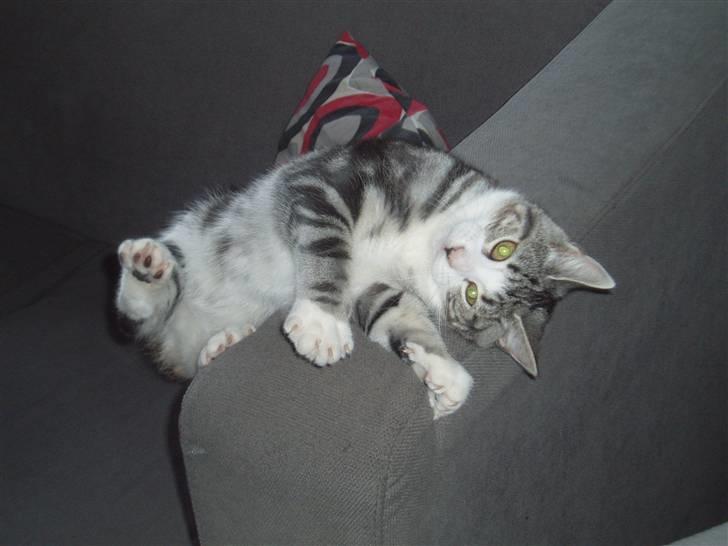 Huskat Mille - Et af mine sære "stunts" på armlænet af sofaen... :o) billede 2