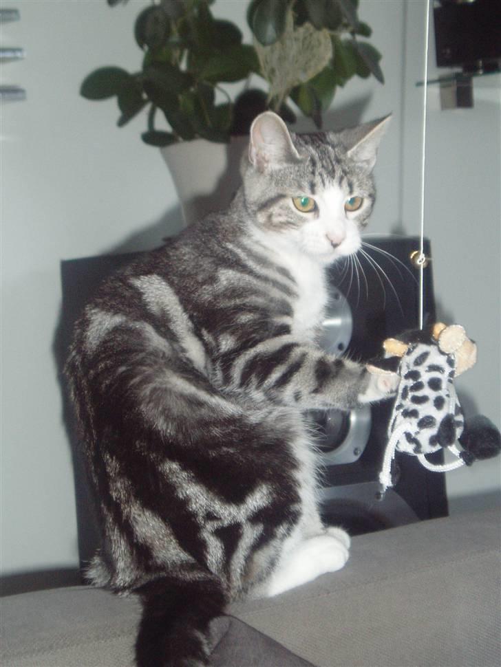 Huskat Mille - Overvejer om jeg gider lege med koen...!? billede 3