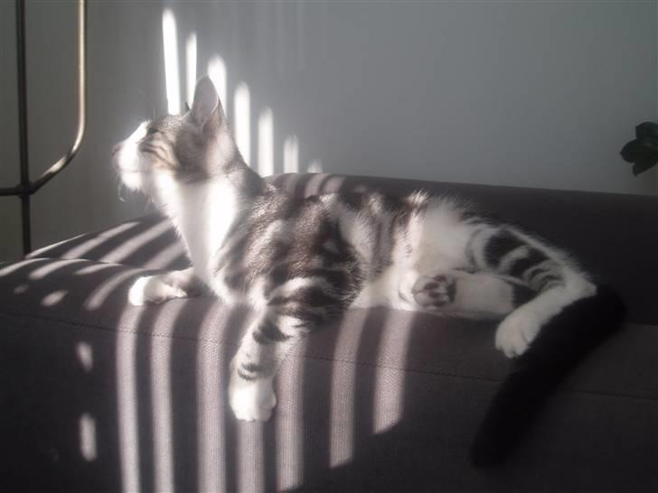 Huskat Mille billede 4