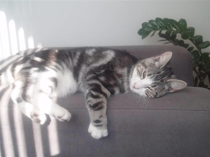 Huskat Mille - Sofaernes armlæn er simpelthen det bedste sted at "udfolde" sig.. ;o) billede 5