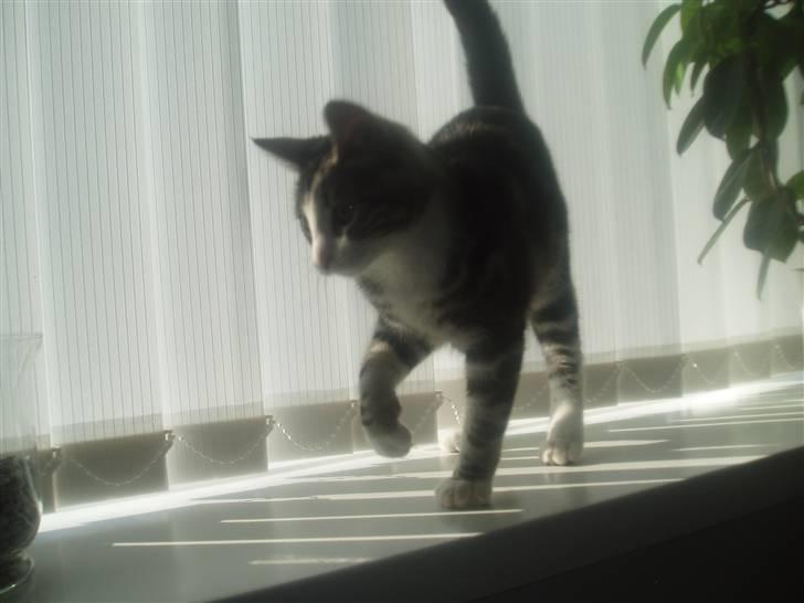 Huskat Mille billede 6