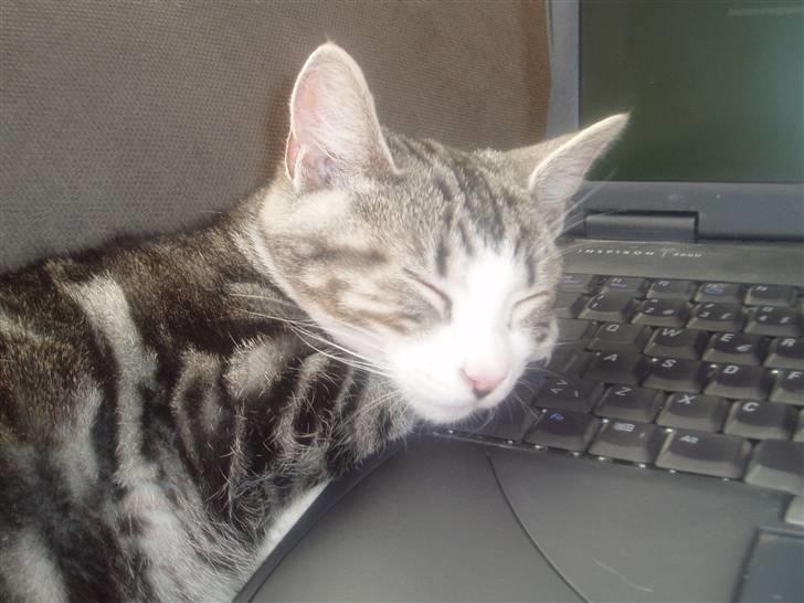 Huskat Mille - Ville så gerne hjælpe mor med at skrive inde på KG, men jeg må sjældent hjælpe, så kan bare give mig til at sove.. billede 7