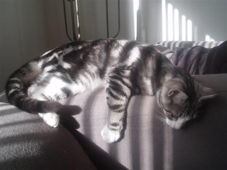 Huskat Mille - Armlæn, year... ;o) billede 8