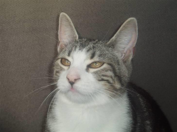 Huskat Mille billede 9