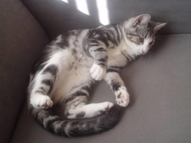 Huskat Mille billede 10