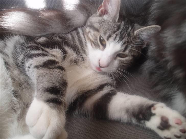 Huskat Mille - "storebror" kommer nogle gange og mener at han skal mase sig ned ved siden af mig.. billede 11