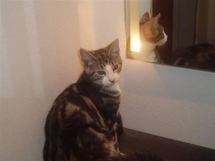 Huskat Mille - Var lige ved at blive smukkeseret, da jeg blev forstyrret.. billede 12