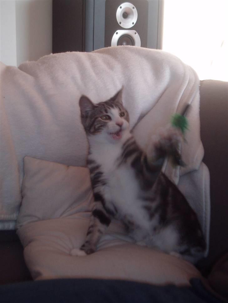 Huskat Mille - Haadjjaa, giv mig den fjerkost!! billede 13