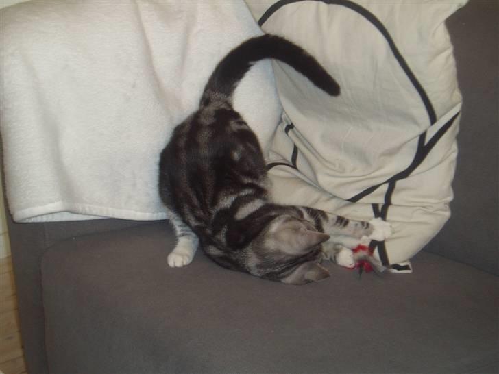 Huskat Mille - Got`ya!! billede 14