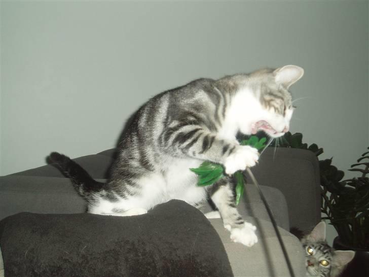 Huskat Mille - simpelthen yndlings legetøjet.. :o) billede 15