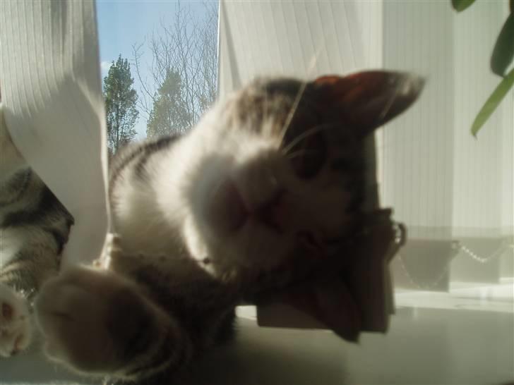 Huskat Mille - At lege i lamel-gardinerne er også altid sjovt,- mor er bare ikke så glad for det.. ;o) billede 16