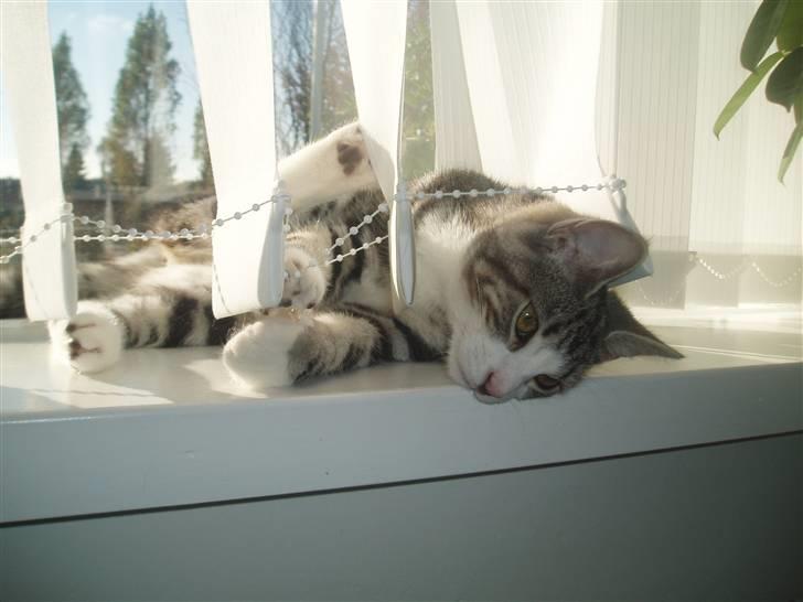 Huskat Mille - Igen,- leg i lamel-gardinerne.. :o) billede 17