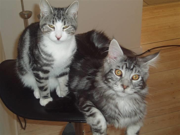 Huskat Mille - Min smukke "storebror".. billede 18