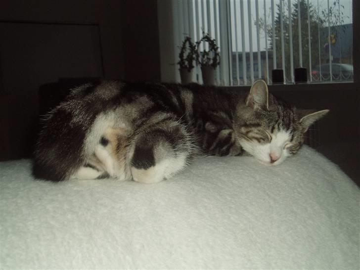 Huskat Mille - Zzzzzz,- med numsen i vejret.. billede 19