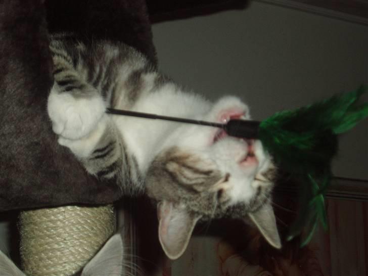 Huskat Mille - På ryggen i røret på kradsetræet.. billede 20