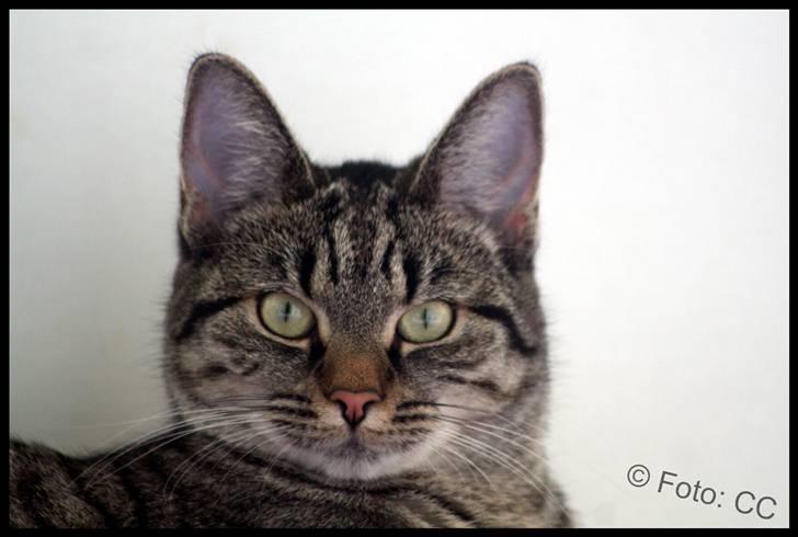 Blanding af racer Maggie - *NYT* billede 17