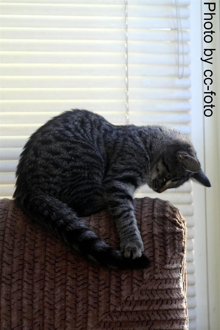 Blanding af racer Maggie -  ja man kan da os lege med sin hale når der ikke er nogen der gider og lege med en. billede 18