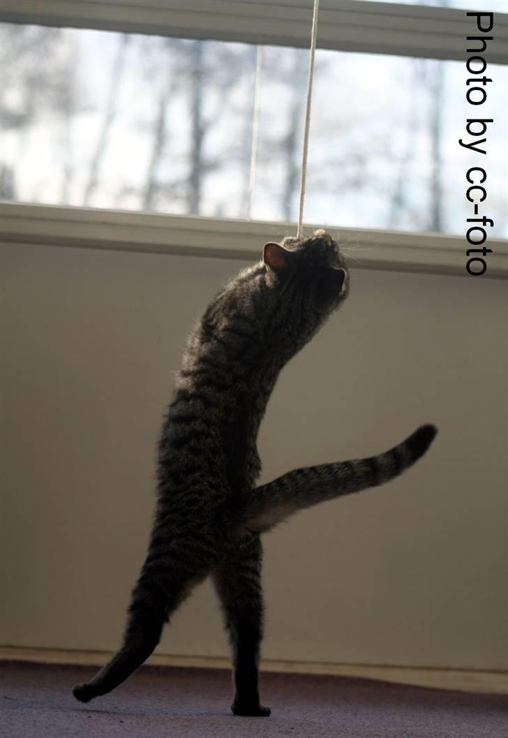 Blanding af racer Maggie billede 19