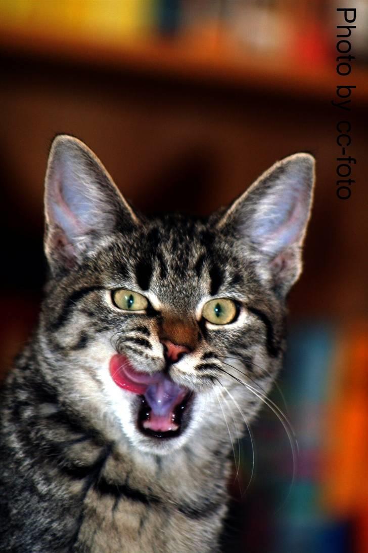 Blanding af racer Maggie -  Hmmmmmmmmmm billede 20