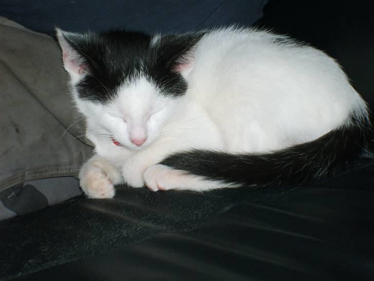 Blanding af racer nemo  - her er jeg ikke ret gammel billede 16