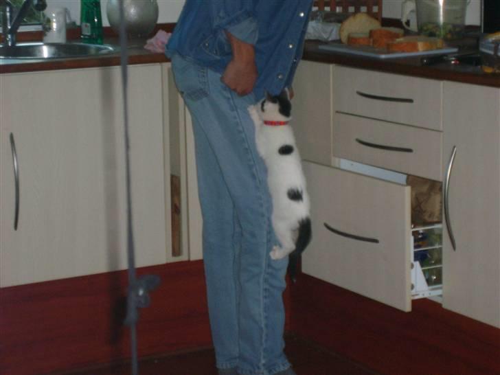 Blanding af racer nemo  - uhmm mad billede 17