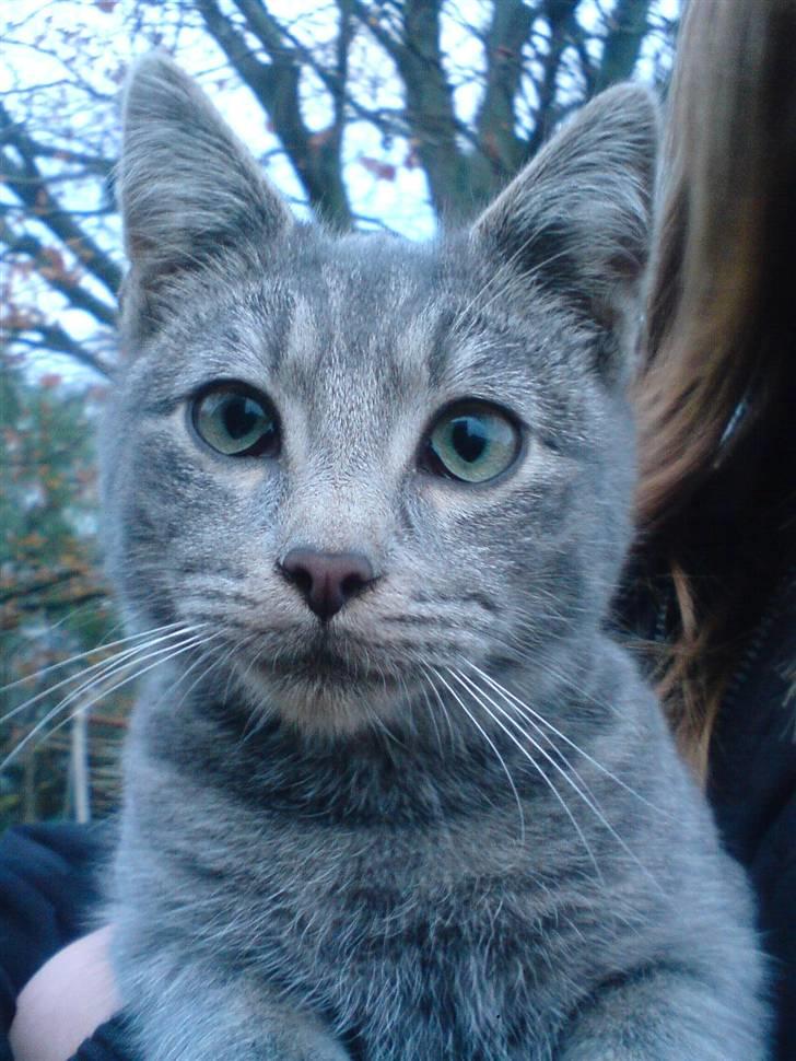 Huskat Bøllemis <3 RIP - Velkommen til den smukke Bøllemis´ profil :D ! billede 1