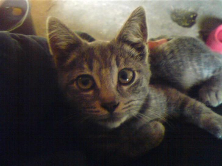 Huskat Bøllemis <3 RIP - Så charmerende så det er helt vildt ! billede 2