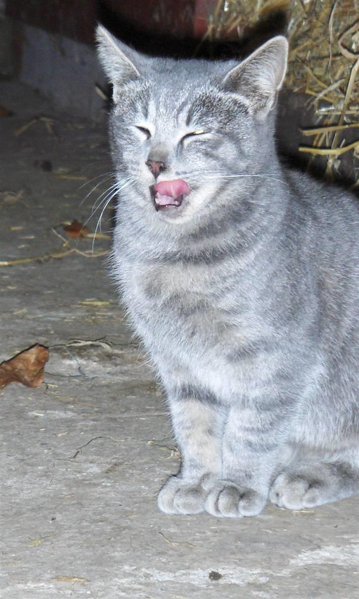 Huskat Bøllemis <3 RIP - Gaaab hvor jeg er træt ! billede 3