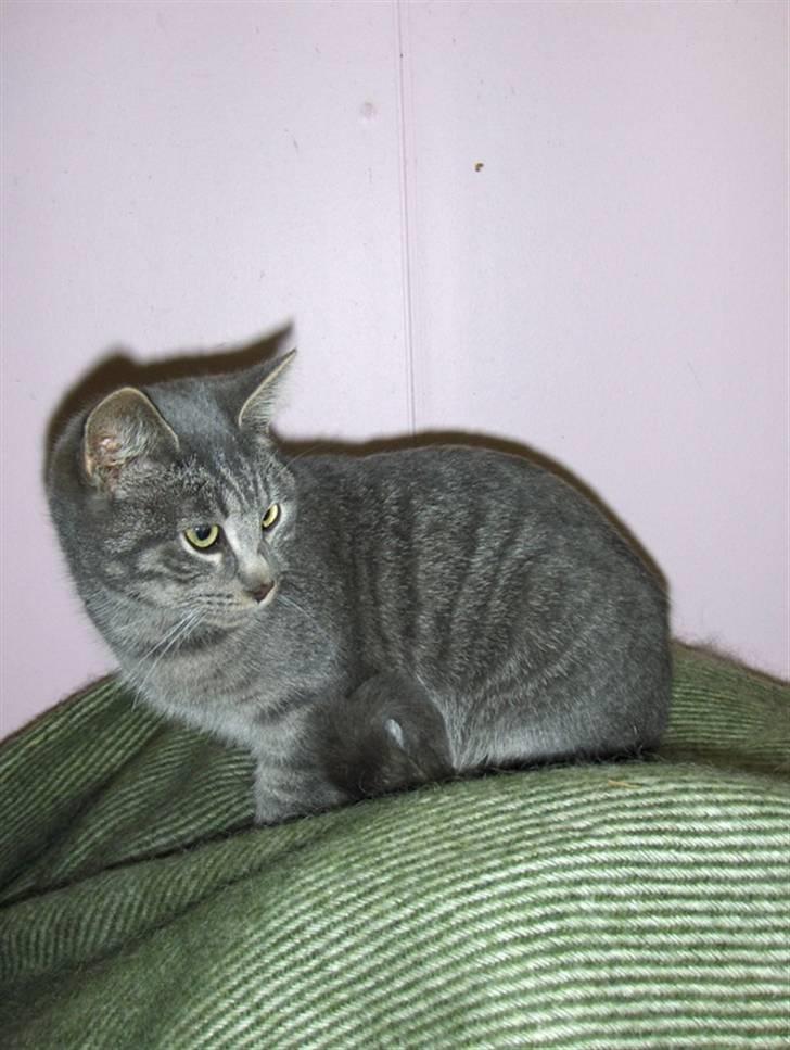 Huskat Bøllemis <3 RIP - Smukke misser <33 billede 4