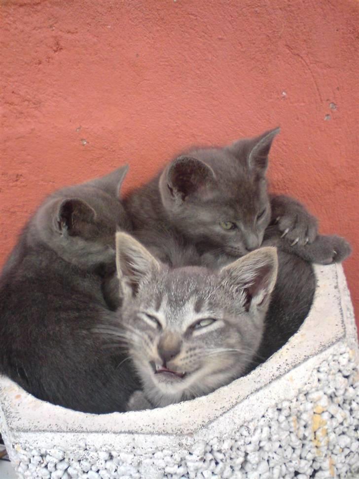 Huskat Bøllemis <3 RIP - Ligger i en urtepotte og sover sammen med Guffi og pigemissen :b billede 5
