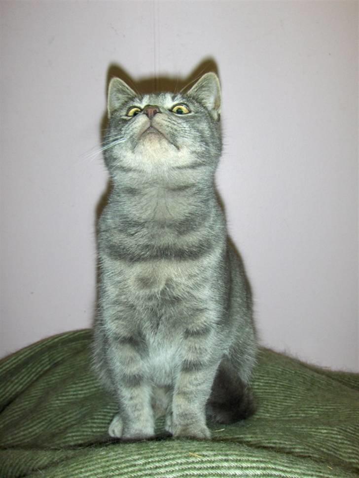 Huskat Bøllemis <3 RIP - Haha rimelig genialt billed må man sige :D billede 6