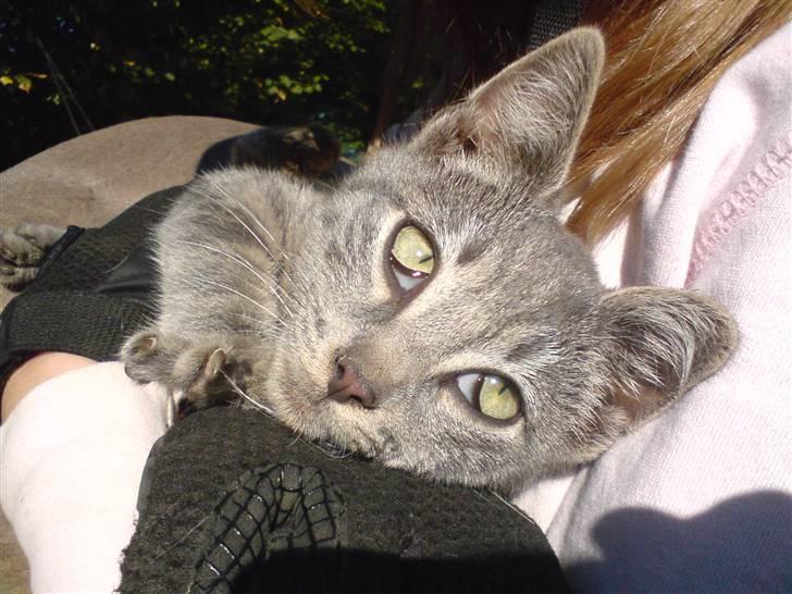 Huskat Bøllemis <3 RIP - Kælemissen <33 billede 7