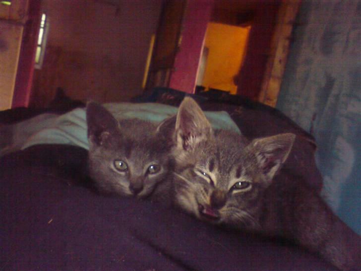 Huskat Bøllemis <3 RIP - Spiller smart xD Se lige et ansigtsudtryk ! billede 8