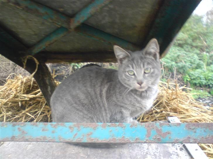 Huskat Bøllemis <3 RIP - Sidder unde trillebøren HeHe billede 9