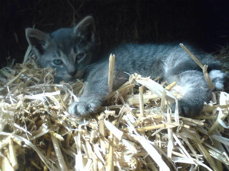 Huskat Bøllemis <3 RIP - Ligger og hygger sig i stalden <3 billede 11