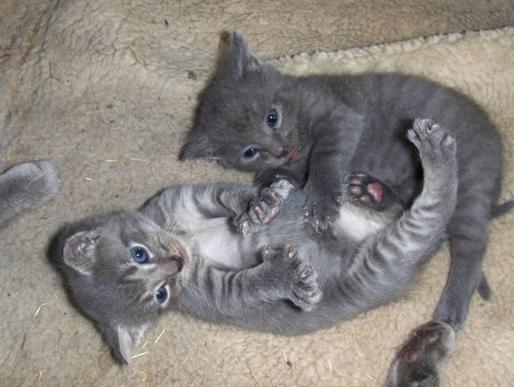 Huskat Bøllemis <3 RIP - Slås med Guffi.. 4-5 uger gammel billede 12