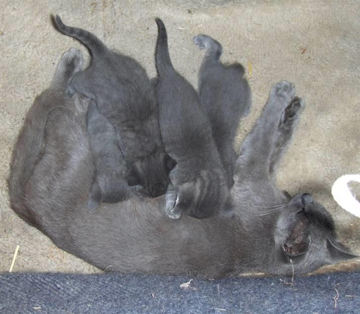 Huskat Bøllemis <3 RIP - Hele kuldet dier :D 4-5 uger gamle billede 13