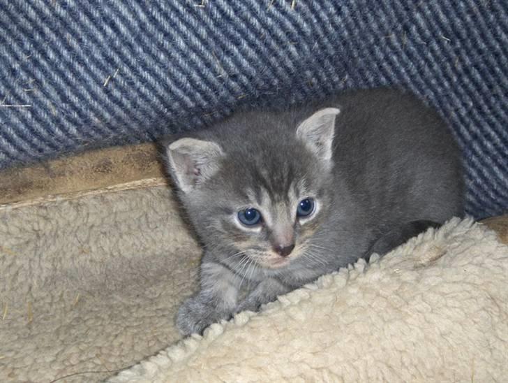 Huskat Bøllemis <3 RIP - Lille bitte misser! 4-5 uger gammel billede 14