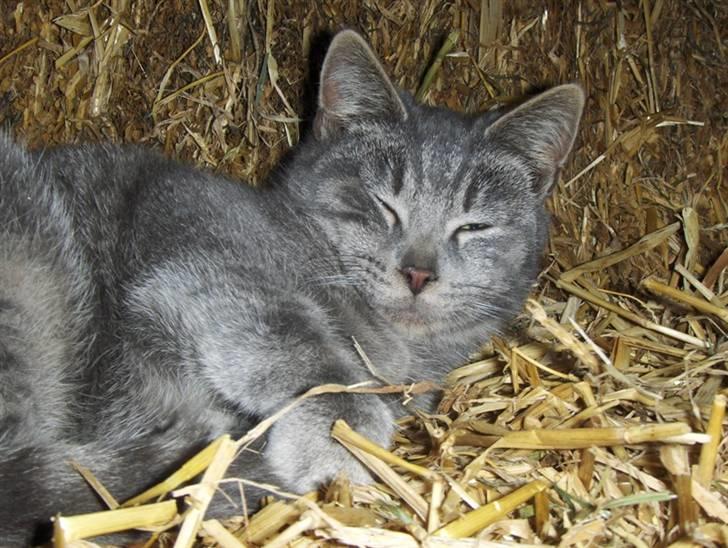 Huskat Bøllemis <3 RIP - Han er jo træt det lil´ pus xD billede 15