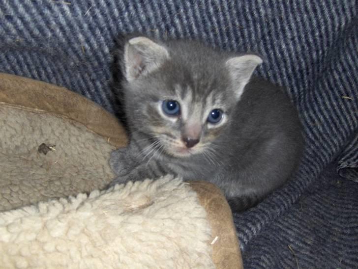 Huskat Bøllemis <3 RIP - Hvor han dog er charmerende.. 4-5 uger gammel billede 16