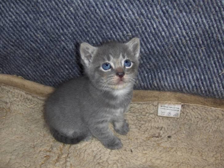 Huskat Bøllemis <3 RIP - Nååhr! Han er da for kær den lille Bølle <3 billede 17