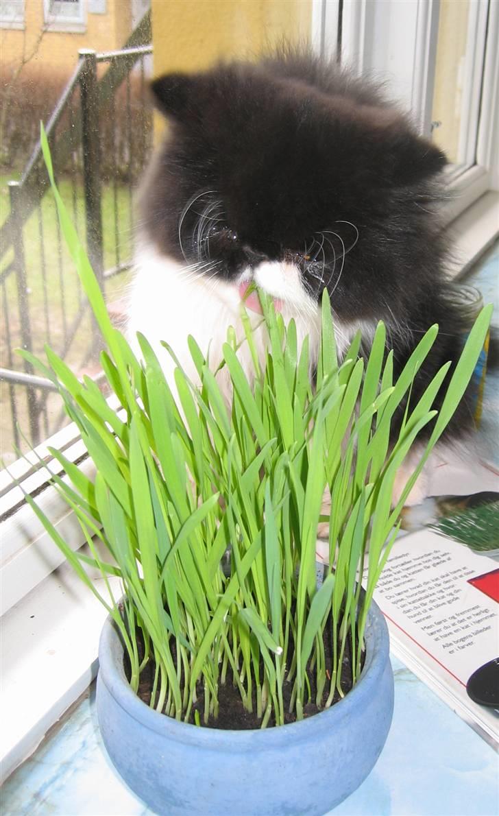 Perser Lady - Gnask Gnask lækkert! billede 9