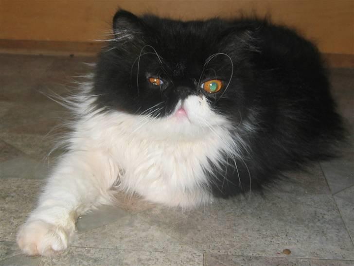 Perser Lady - Her har vi mig! billede 10