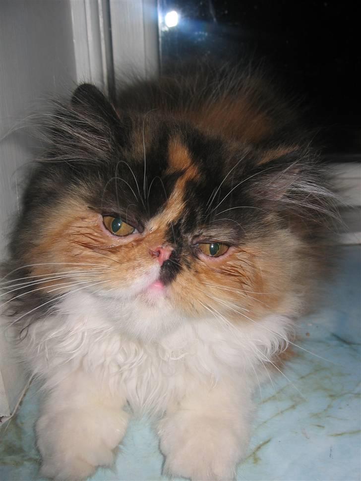 Perser Dee Dee - Her har vi så mig! billede 1