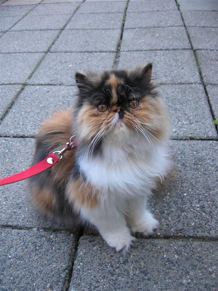 Perser Dee Dee - Dejligt at være udenfor. billede 2