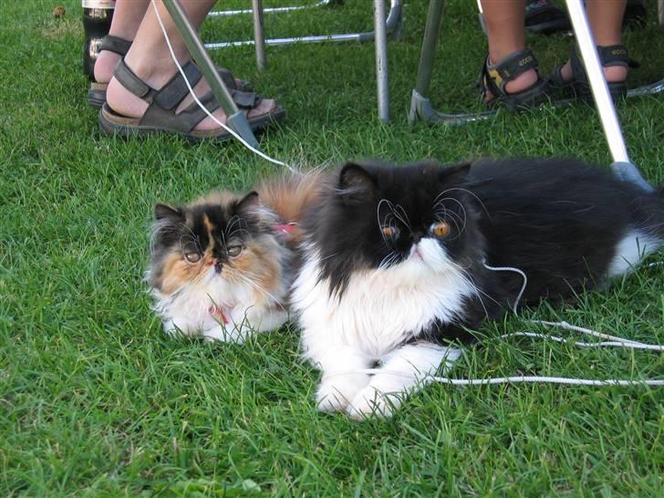 Perser Dee Dee - Mig sammen med min halvsøster Lady billede 3