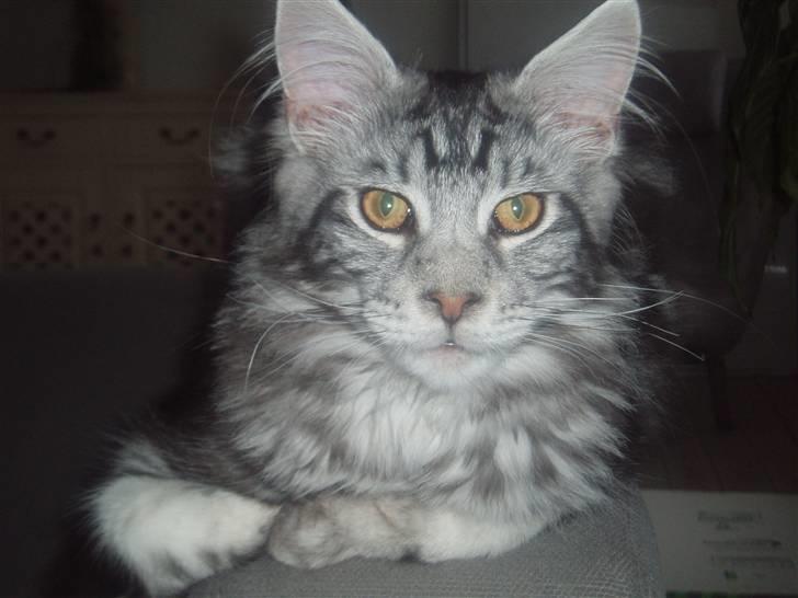 Maine Coon DK Legend Coon`s Cicerro - Hey, jeg er Cicerro, velkommen til min profil. billede 1