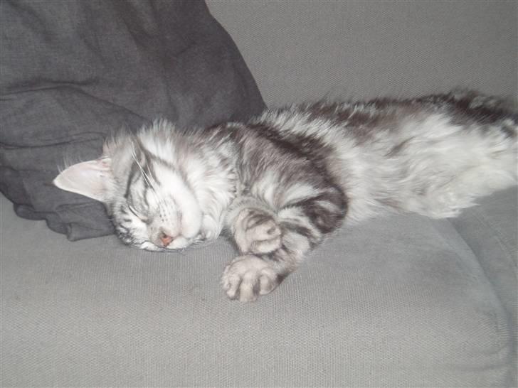 Maine Coon DK Legend Coon`s Cicerro - En af mine yndlings beskæftigelser... ;o) billede 2